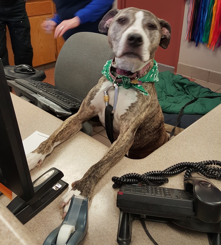 Animal Shelter Donation